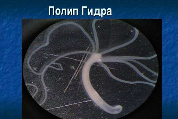 Актуальное зеркало на кракен
